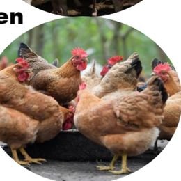 CHAFFCUTTER Poultry