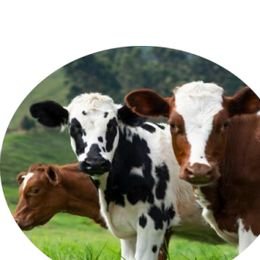CHAFFCUTTER Cattle