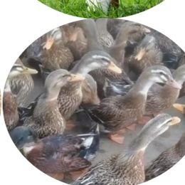 CHAFFCUTTER Ducks