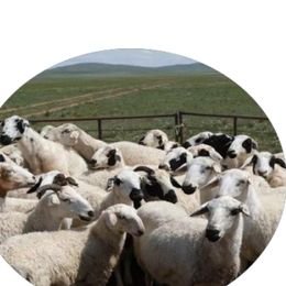 CHAFFCUTTER Goats