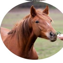CHAFFCUTTER Horses
