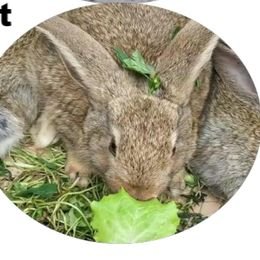 CHAFFCUTTER Rabbits